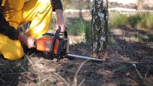 Professional Tree Care in Big Sky, MT