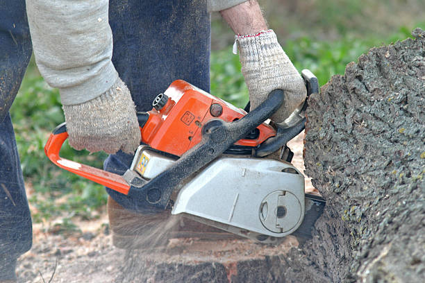 How Our Tree Care Process Works  in  Big Sky, MT