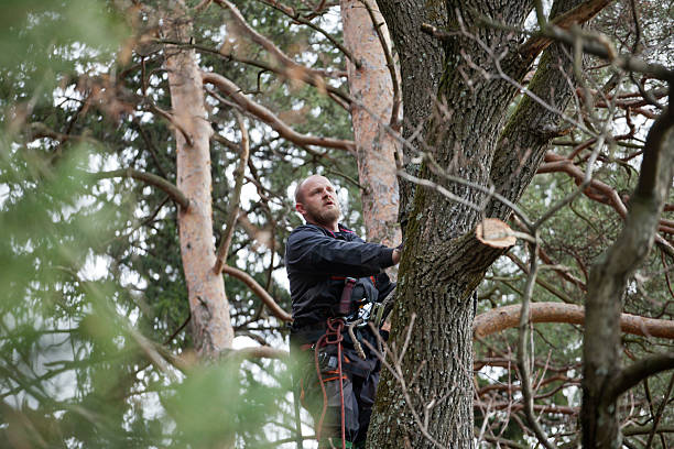 Best Emergency Tree Removal  in Big Sky, MT